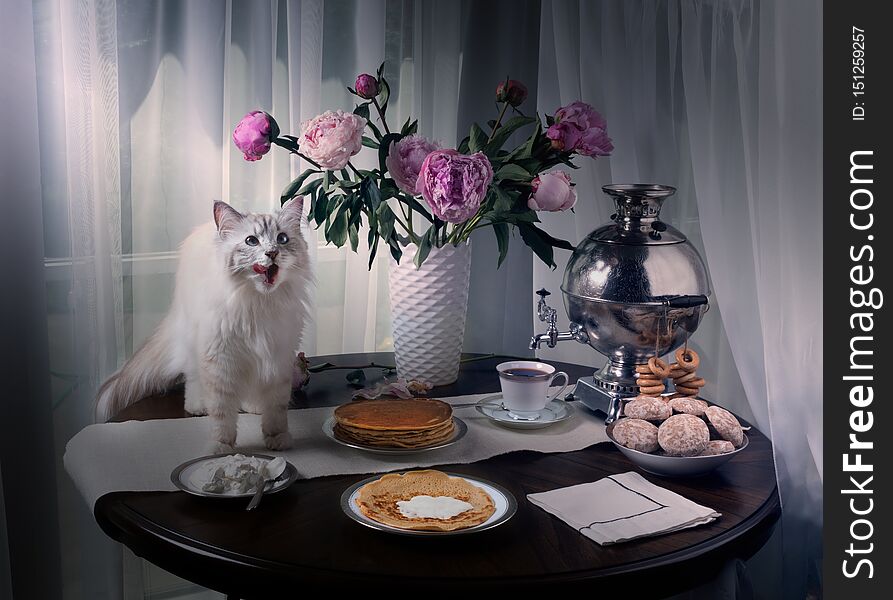 Russian Siberian cat climbed on the table and licked. On the table samovar, pancakes, sour cream and tea