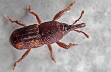 Free Macro Photo Of Rice Weevil Or Sitophilus Oryzae On The Floor Stock Image - 151260711
