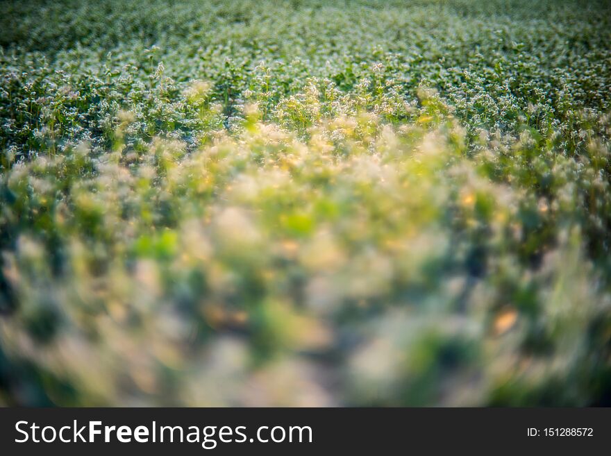 Blooming buckwheat field,nature background. Blooming buckwheat field,nature background