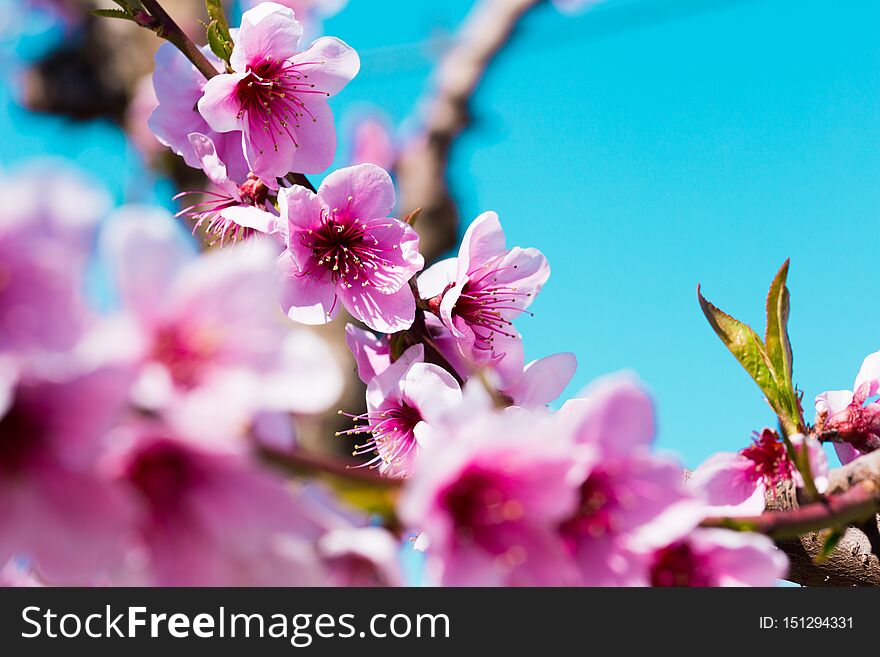 Beautiful blooming peach trees in spring