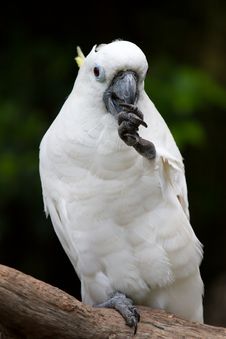 A White Parrot Stock Images