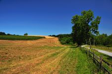 Corn Field And Dirt Road Royalty Free Stock Image