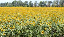 Sunflower Field Stock Image Sunflower Field Stock Image
