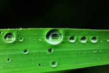 The Drop Of Water On Green Leaf Stock Photo The Drop Of Water On Green Leaf Stock Photo