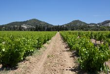Rows Of Vines Royalty Free Stock Images Rows Of Vines Royalty Free Stock Images