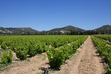 Rows Of Vines Royalty Free Stock Photography Rows Of Vines Royalty Free Stock Photography