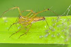 Lynx Spider And Babies Stock Photography