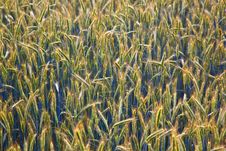 Corn Field With Spica And Structured Spear Royalty Free Stock Images Corn Field With Spica And Structured Spear Royalty Free Stock Images