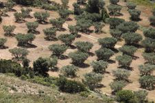 Olive Grove In Provence Stock Photo Olive Grove In Provence Stock Photo