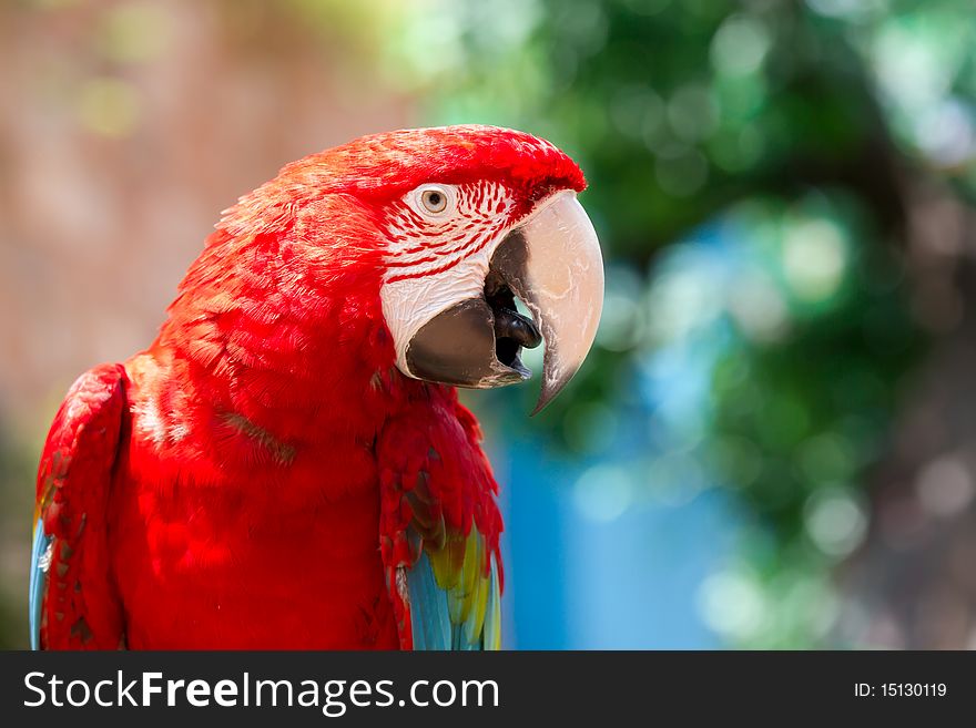 A red parrot standing on the tree