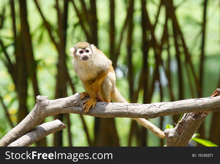 A curious squirrel monkey is looking at you