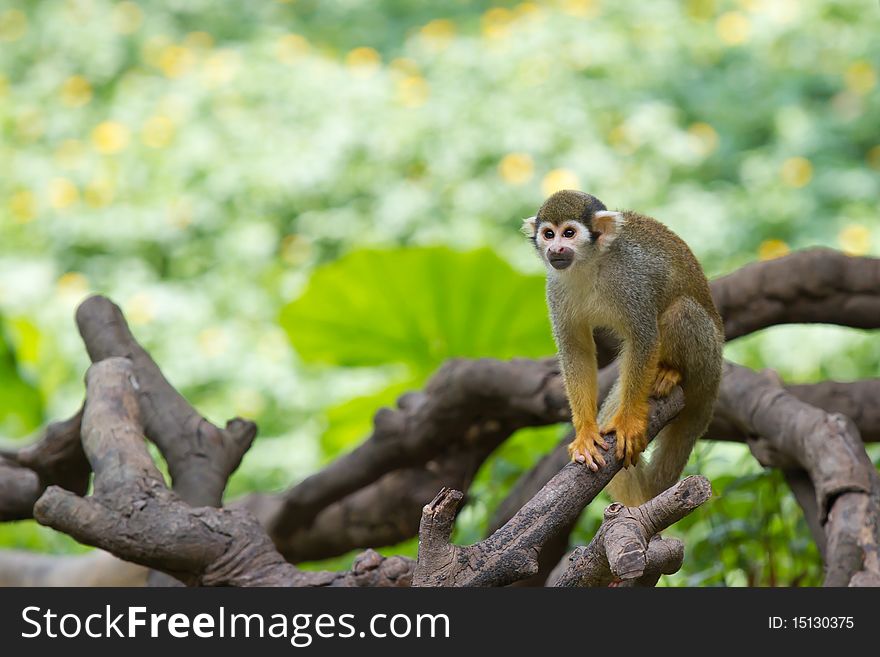 A curious squirrel monkey is looking at you