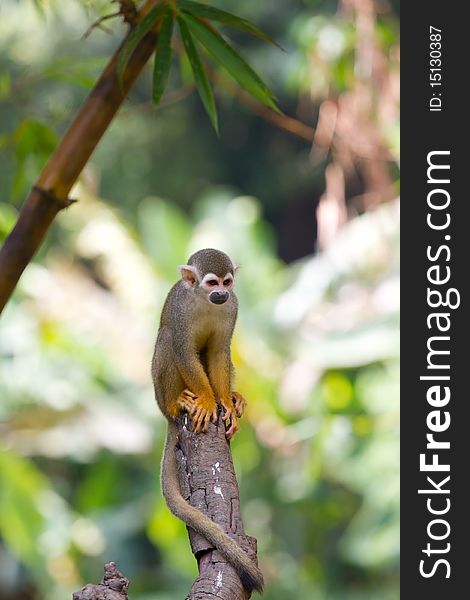 A curious squirrel monkey is looking at you