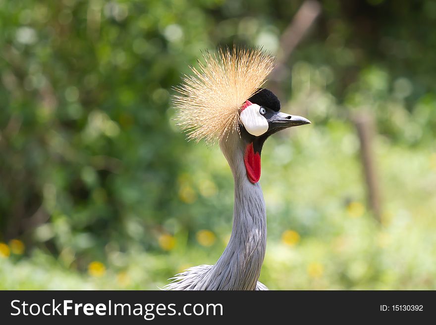 A curious Grey Crowned Crane