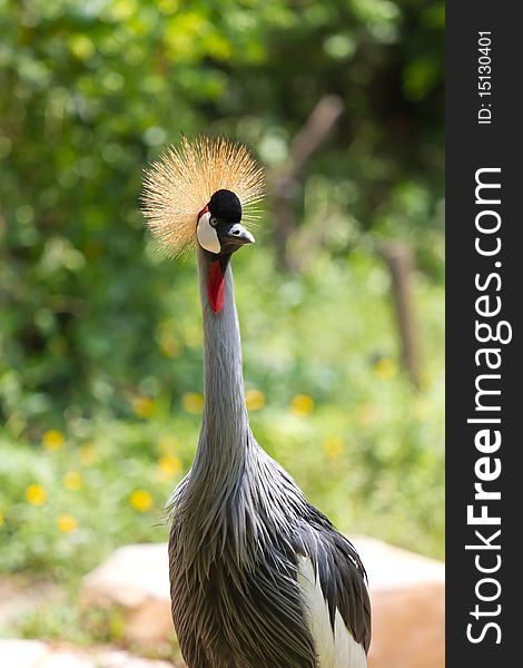 A curious Grey Crowned Crane