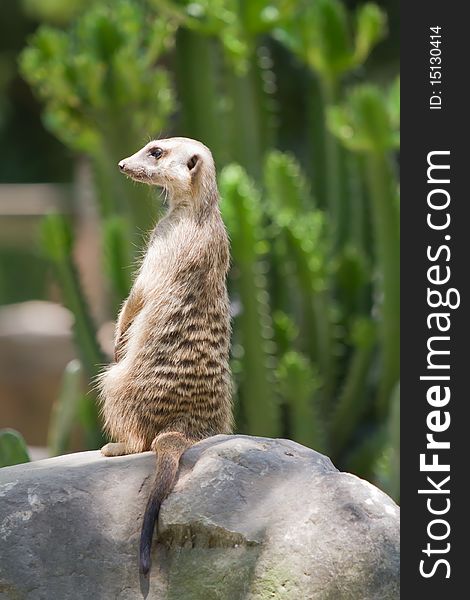 A very cute and lovely meerkat