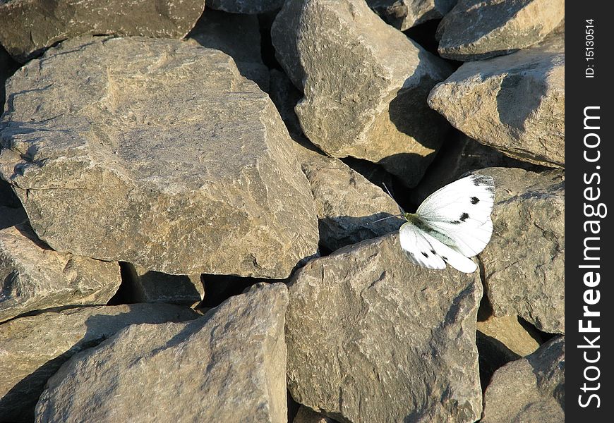 Delicate butterfly on rocks