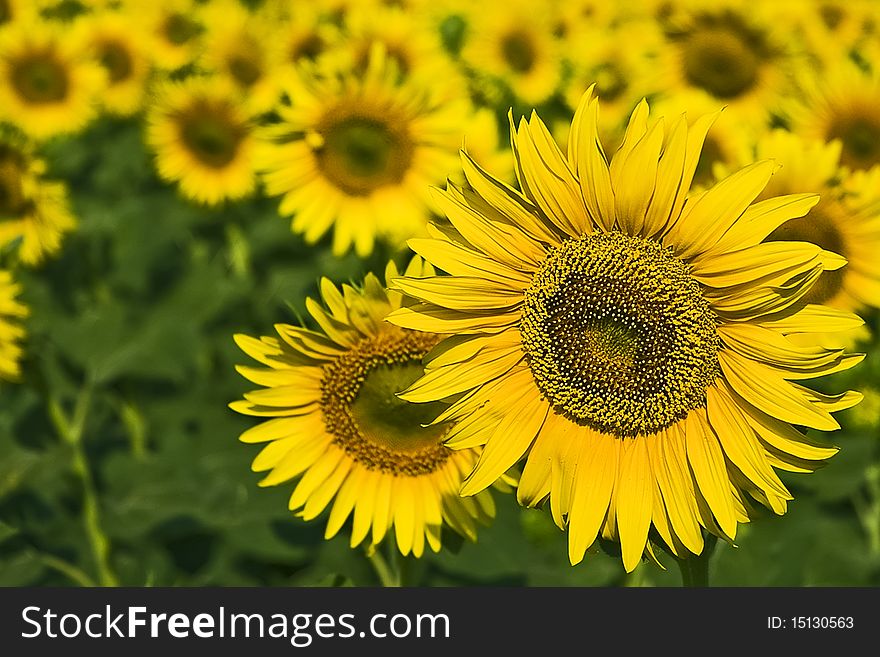 A beautiful field of blooming sunflowers