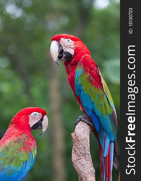 A very cute red parrot. A very cute red parrot