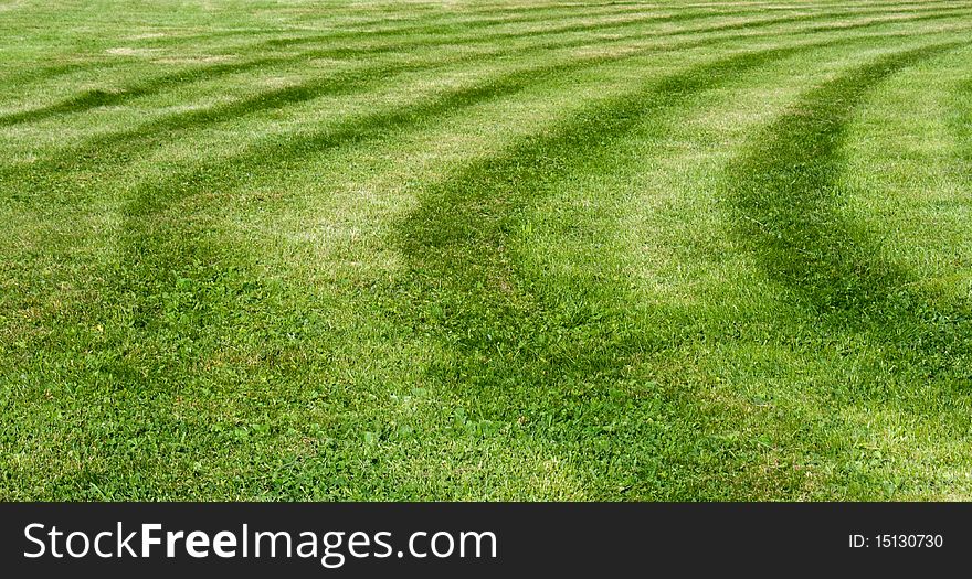 Green grass, cutted in stripes