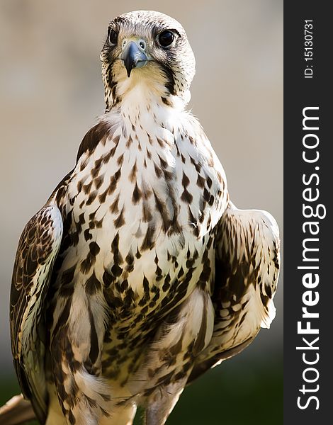 Portrait of a Saker Falcon (Falco cherrug).