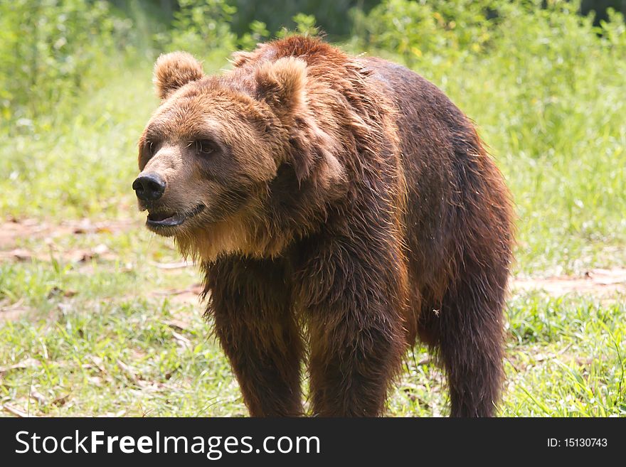 A brown bear in the nature