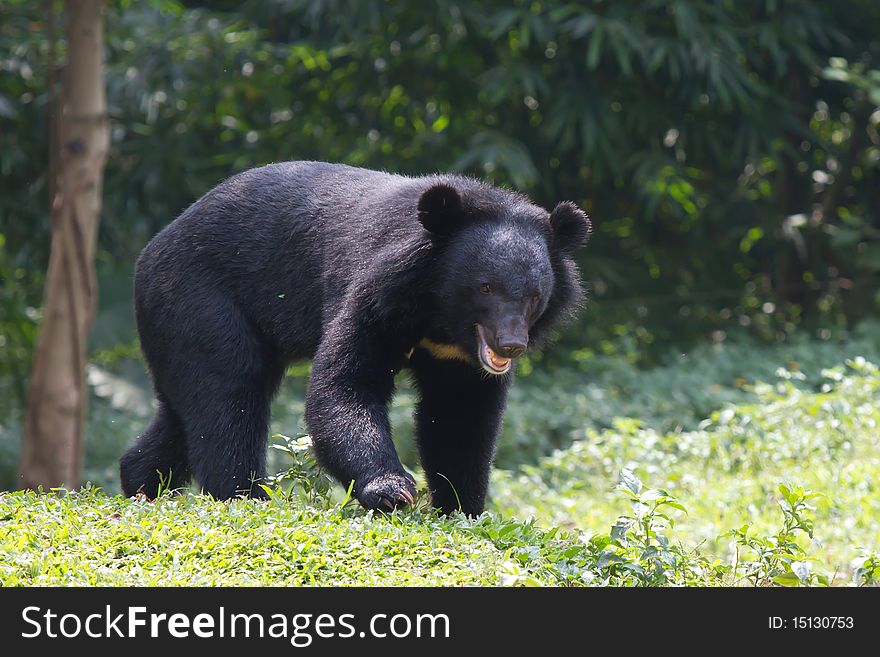 A very dangerous black bear and it is approaching to you!