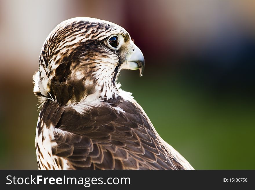 Saker falcon (Falco cherrug) portrait