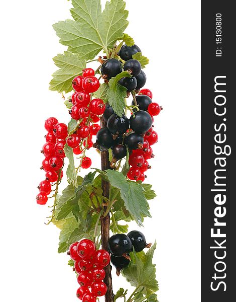 Branch currants isolated on a white background