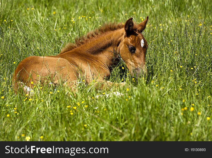 Baby horse resting on Spring meadow. Baby horse resting on Spring meadow