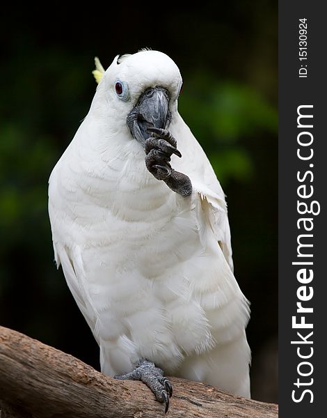 A very cute white parrot. A very cute white parrot