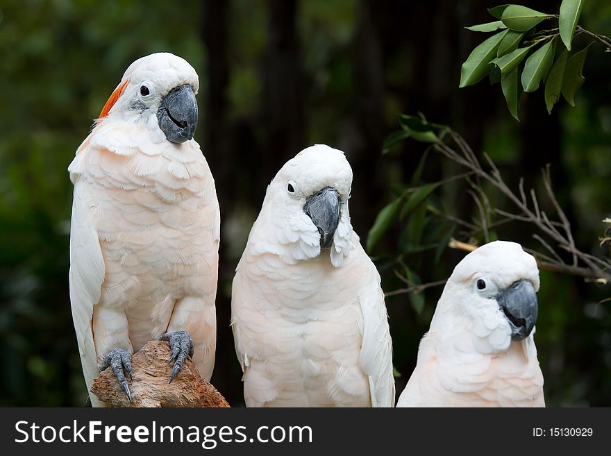 A very cute white parrot. A very cute white parrot