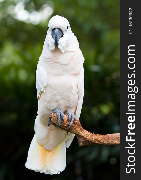 A very cute white parrot. A very cute white parrot