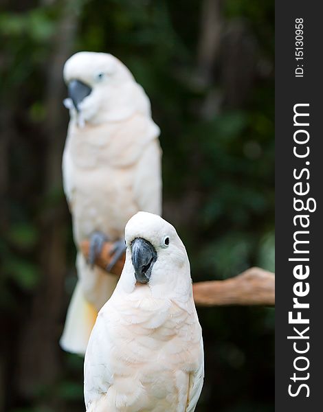 A very cute white parrot. A very cute white parrot