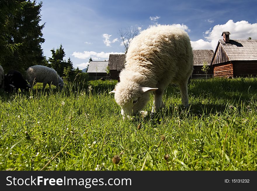 Old village with sheeps in Slovakian countryside