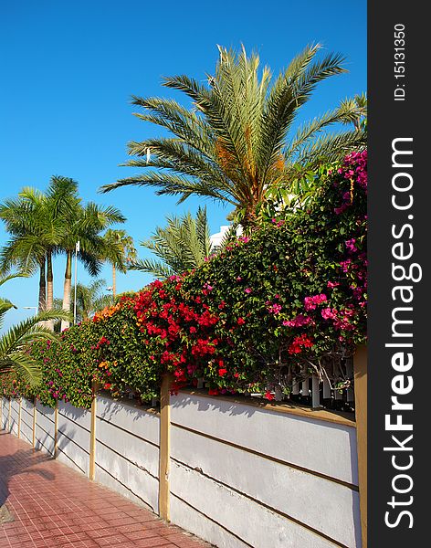 Fence with flowers on background of blue sky