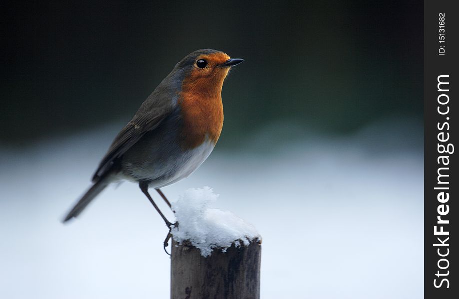 A robin on a post in winter. A robin on a post in winter