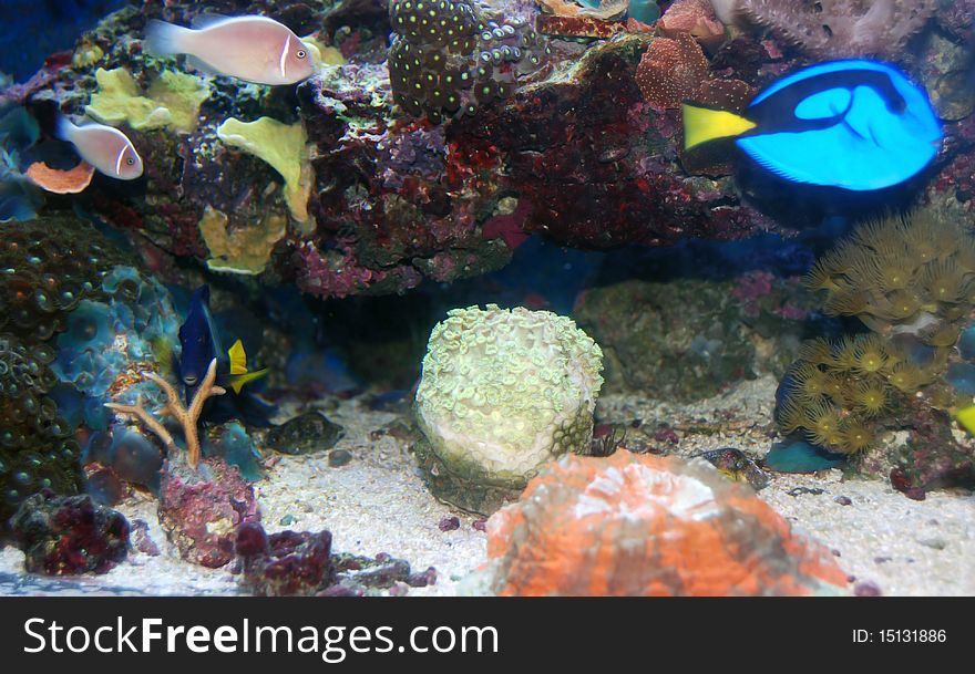 Blue tang pink clown and soft corals. Blue tang pink clown and soft corals