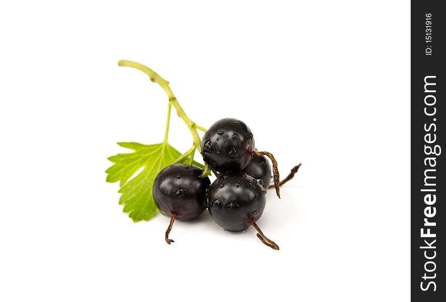 Fresh ripe black currant with leaf on white background