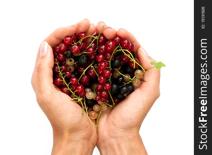 Pile Of Currants In The Hands On White Background
