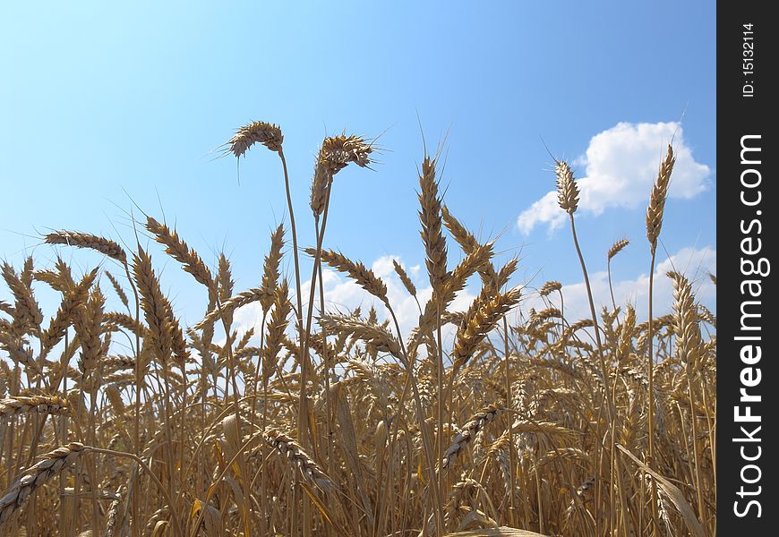 The image of wheat field and sky with the clouds