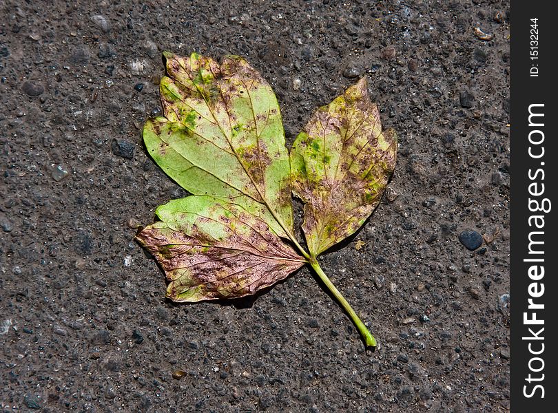 Green-yellow Leaf On Asphalt