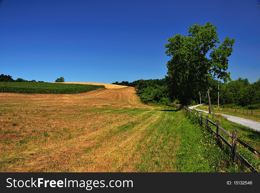 Landscape of a fenced corn field with a dirt road on the side. Landscape of a fenced corn field with a dirt road on the side