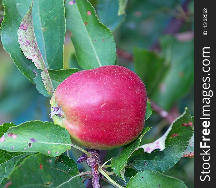 An image of fresh red apple on the twig