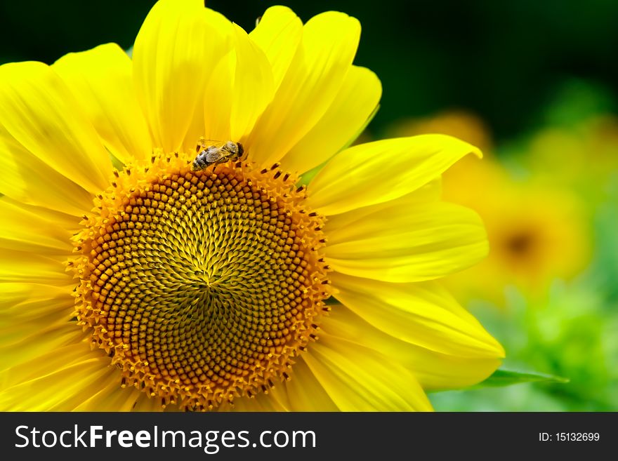 Sunflower and a bee sitting on it