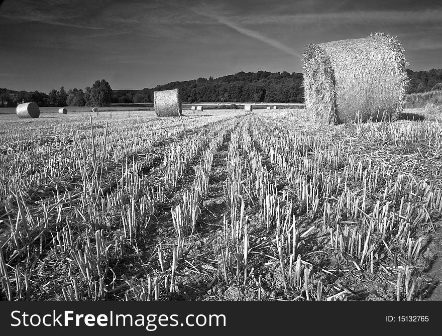 Wheat field in Custoza verona italy