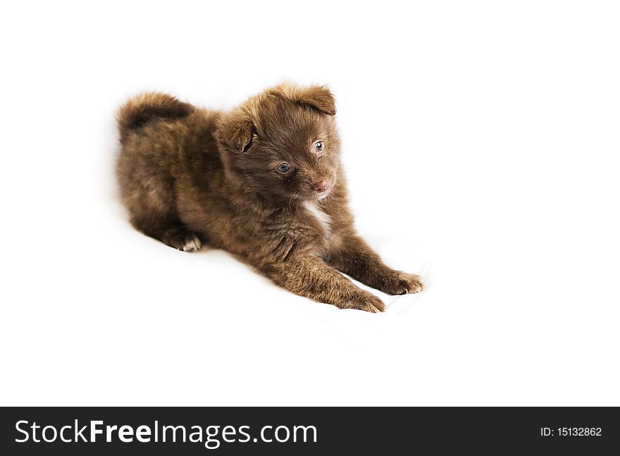 Brown small dog baby spitz on isolated white background. Brown small dog baby spitz on isolated white background