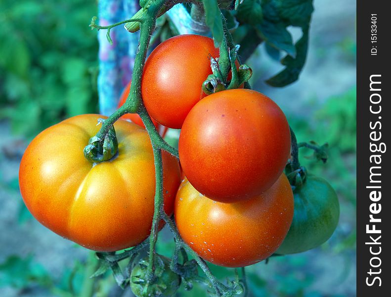 Red And Green Tomatoes