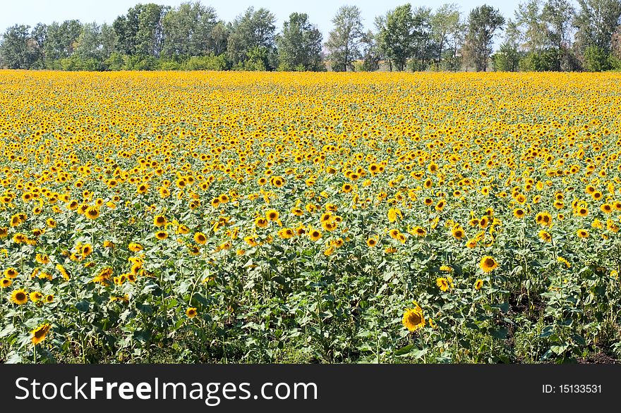 Sunflower Field