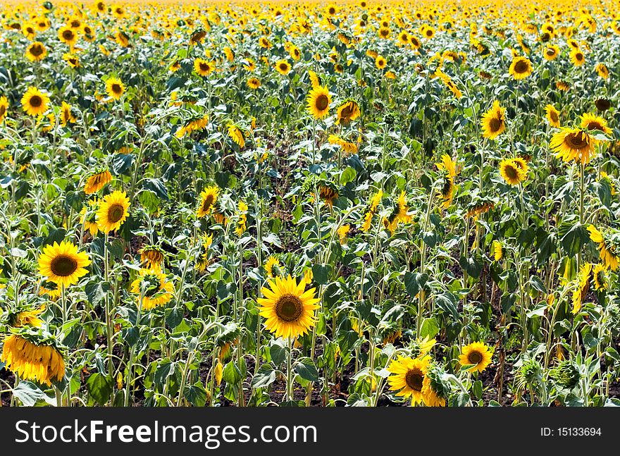 Beautiful field of sunflowers and cloudy sky. Beautiful field of sunflowers and cloudy sky